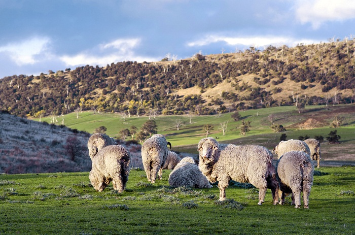 pecore tasmania collezione Ortovox